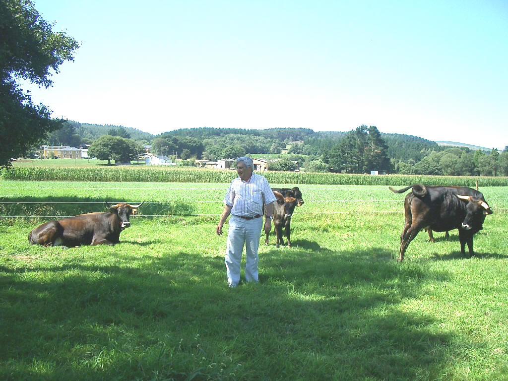 Vaca caldelá, autoctona de Galicia