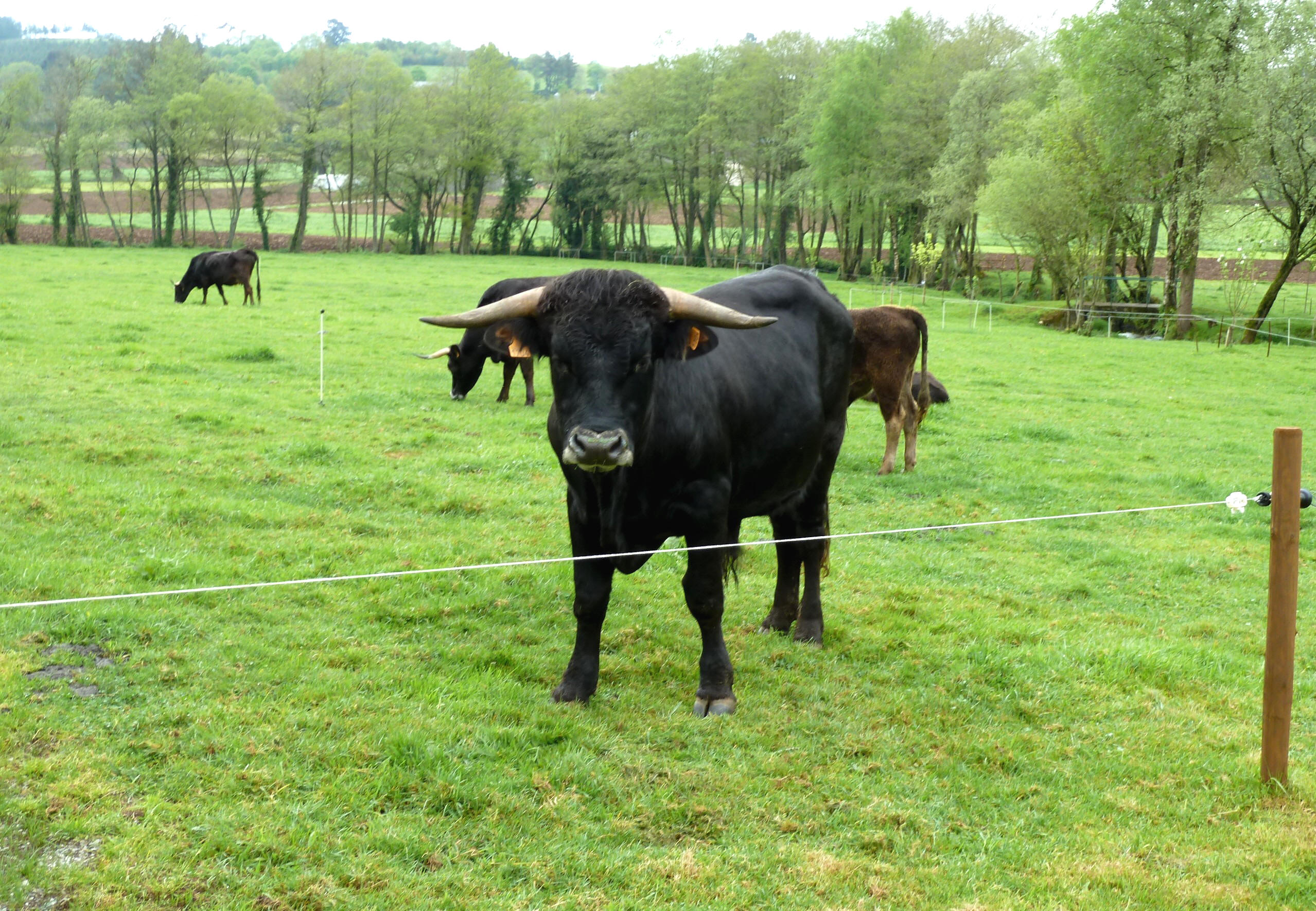 El toro respeta la cerca de un solo hilo