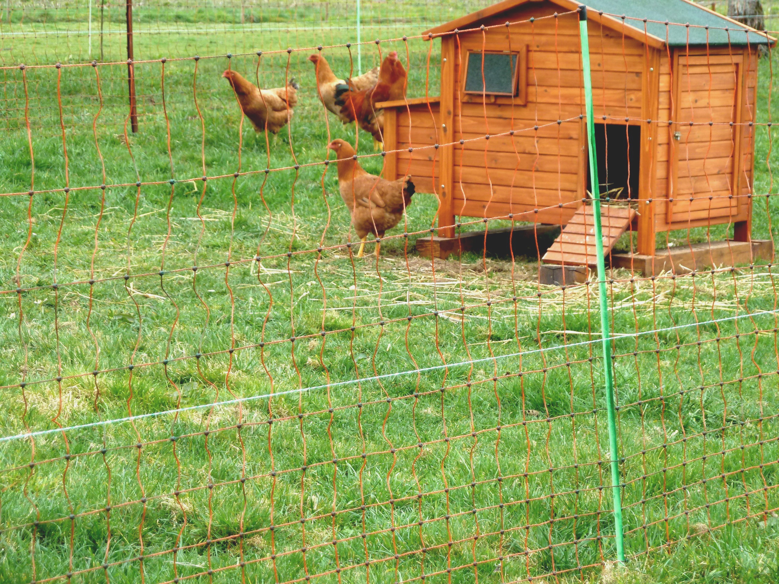 Gallinas de Mos con red electrificada