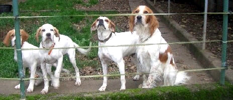 Los perros aprenden rápido y se mantienen tranquilos.