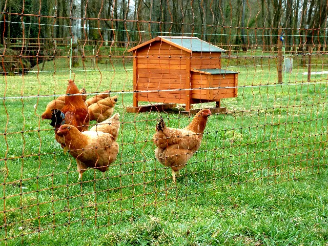 Gallinas en zona de bosque frecuentado por zorros, garduñas. etc
