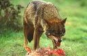 Lobo devorando una oveja